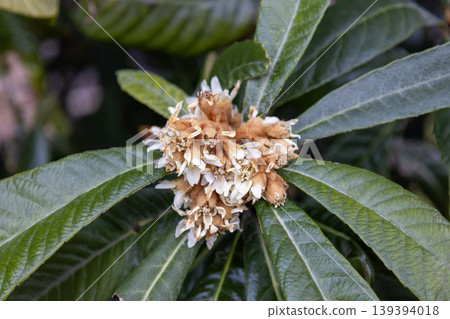 Flower of loquat Flower of loquat 139394018