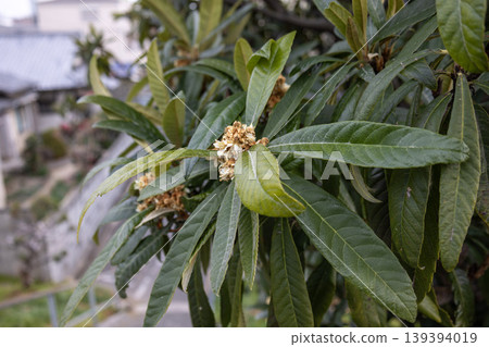 Flower of loquat Flower of loquat 139394019