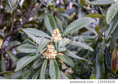 Flower of loquat Flower of loquat 139394020