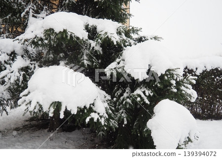 Thuja, Thuya or Life Tree, genus of coniferous gymnosperms in cypress family Cupressaceae. Horticulture as ornamental foliage plant. Snow-covered pine trees under heavy canopy. Winter storm in Serbia. Thuja, Thuya or Life Tree, genus of coniferous gymnosperms in cypress family Cupressaceae. Horticulture as ornamental foliage plant. Snow-covered pine trees under heavy canopy. Winter storm in Serbia. 139394072
