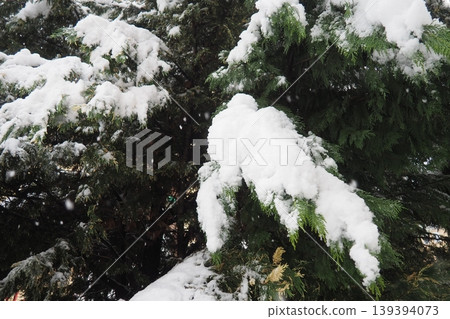 Thuja, Thuya or Life Tree, genus of coniferous gymnosperms in cypress family Cupressaceae. Horticulture as ornamental foliage plant. Snow-covered pine trees under heavy canopy. Winter storm in Serbia. Thuja, Thuya or Life Tree, genus of coniferous gymnosperms in cypress family Cupressaceae. Horticulture as ornamental foliage plant. Snow-covered pine trees under heavy canopy. Winter storm in Serbia. 139394073