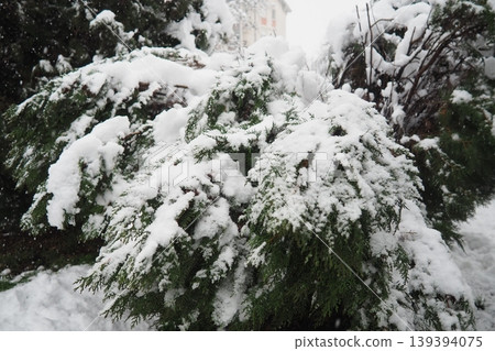 Thuja, Thuya or Life Tree, genus of coniferous gymnosperms in cypress family Cupressaceae. Horticulture as ornamental foliage plant. Snow-covered pine trees under heavy canopy. Winter storm in Serbia. Thuja, Thuya or Life Tree, genus of coniferous gymnosperms in cypress family Cupressaceae. Horticulture as ornamental foliage plant. Snow-covered pine trees under heavy canopy. Winter storm in Serbia. 139394075