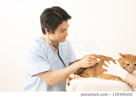 獸醫正在檢查一隻虎斑貓 139394202