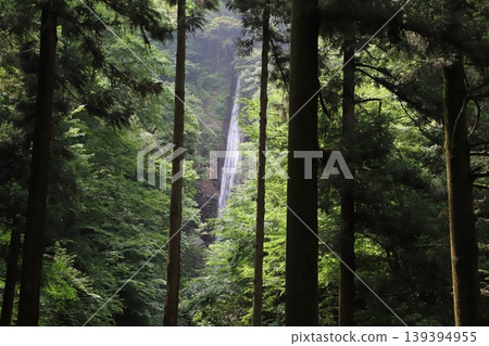 Shasui Falls as seen through the gaps in the trees (Yamashita Town, Ashigarakami District, Kanagawa Prefecture) Shasui Falls as seen through the gaps in the trees (Yamashita Town, Ashigarakami District, Kanagawa Prefecture) 139394955
