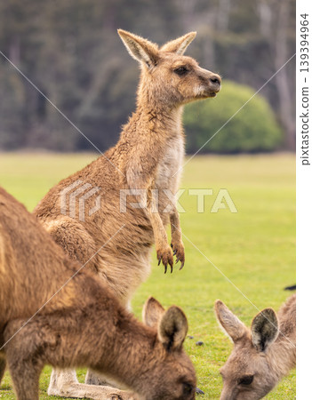 Close up of wild Kangaroos in Tasmania, Australia 139394964