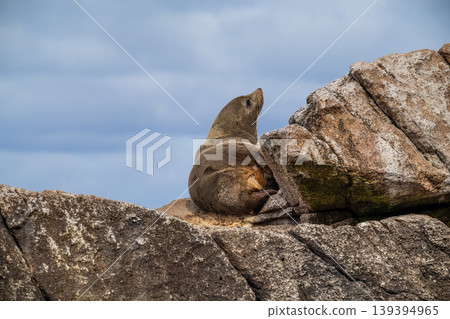An Australian Fur Seal resting on a rocky coastline with head looking towards the sky in Tasmania, Australia An Australian Fur Seal resting on a rocky coastline with head looking towards the sky in Tasmania, Australia 139394965