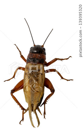 Close up of an adult cricket insect isolated for nature and biology studies. Close up of an adult cricket insect isolated for nature and biology studies. 139395320