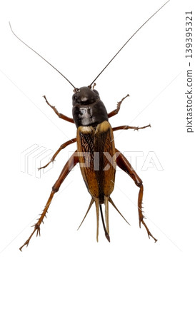 Close up of an adult cricket insect isolated for nature and biology studies. Close up of an adult cricket insect isolated for nature and biology studies. 139395321