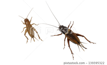 Close up of an adult cricket insect isolated for nature and biology studies. Close up of an adult cricket insect isolated for nature and biology studies. 139395322