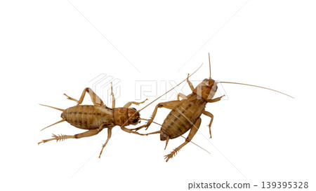 Close up of an adult cricket insect isolated for nature and biology studies. Close up of an adult cricket insect isolated for nature and biology studies. 139395328
