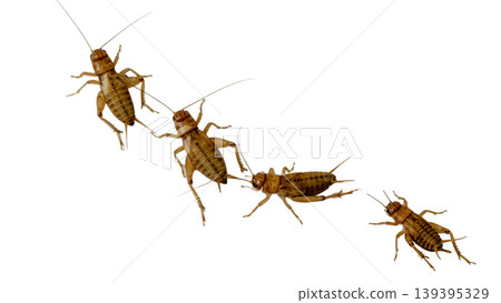 Close up of an adult cricket insect isolated for nature and biology studies. Close up of an adult cricket insect isolated for nature and biology studies. 139395329