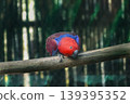 Variety of vividly vibrant colorful parrot Macaw sitting in dark background colored bright green blue red orange 139395352