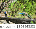 Peacock fowl wandering in search of food in the afternoon in the wild grassland and jungle. 139395353
