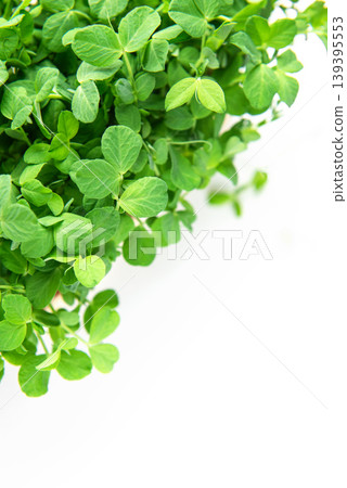 Fresh green pea microgreens growing on white background 139395553