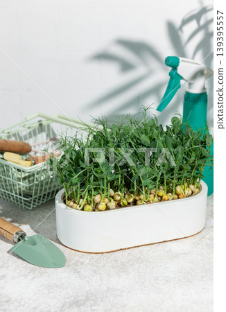 Growing pea microgreens for healthy eating and urban farming Growing pea microgreens for healthy eating and urban farming 139395557