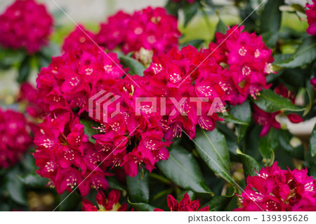 Group of Pink Rhododendron Nova Zembla Flowers in Park Group of Pink Rhododendron Nova Zembla Flowers in Park 139395626