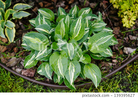 Background of Variegated Green and Yellow Striptease Hosta Leaves Background of Variegated Green and Yellow Striptease Hosta Leaves 139395627