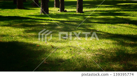 Green grassy field with tall trees casting shadows on the ground, sunlight filtering through branches in a serene outdoor park setting Green grassy field with tall trees casting shadows on the ground, sunlight filtering through branches in a serene outdoor park setting 139395774