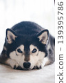 Close-up of a black Shiba Inu lying down. 139395786