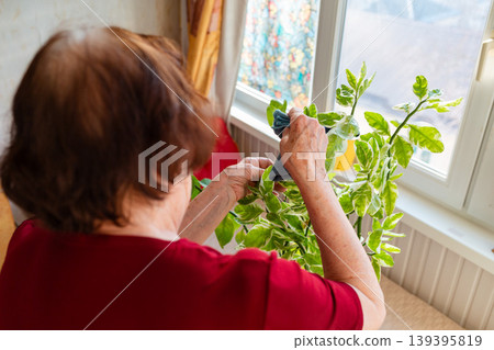 Older female watering green plants in living room. Peaceful atmosphere and routine. Concept of happy pension life and home care. Top view Older female watering green plants in living room. Peaceful atmosphere and routine. Concept of happy pension life and home care. Top view 139395819