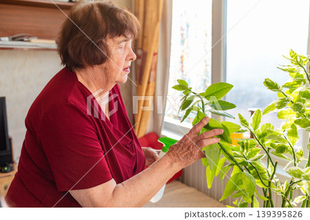 Senior woman caring for indoor flowers in a cozy room. Pleasant hobby and wellbeing. Concept of gardening happiness. Mid shot Senior woman caring for indoor flowers in a cozy room. Pleasant hobby and wellbeing. Concept of gardening happiness. Mid shot 139395826
