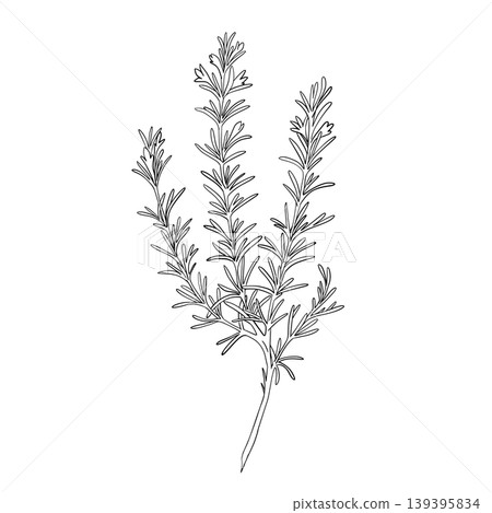 Rosemary branch with leaves graphic illustration. Hand drawn ink sketch of aromatic culinary herb. Suitable for culinary, herbal, organic, and natural branding concepts. 139395834