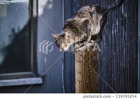 Yawning Tabby Cat Sitting on Metal Steps in Urban Environment Yawning Tabby Cat Sitting on Metal Steps in Urban Environment 139395854