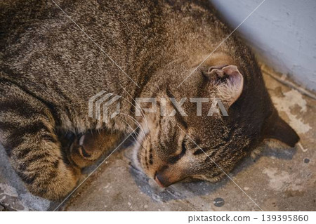 sleeping tabby cat lying on ground outdoor peaceful animal rest sleeping tabby cat lying on ground outdoor peaceful animal rest 139395860