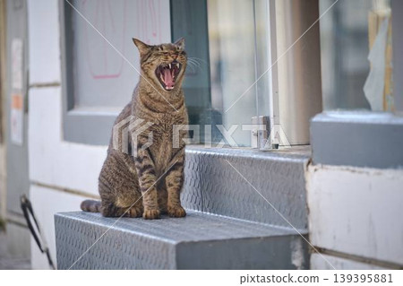 Yawning Tabby Cat Sitting on Metal Steps in Urban Environment 139395881