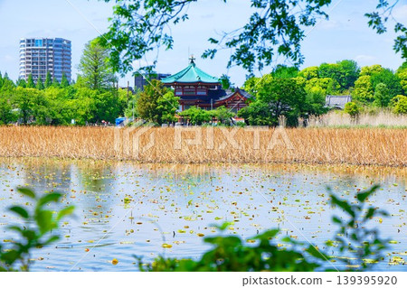 The lotus pond with young leaves and fresh greenery, and Ueno Benzaiten Shrine The lotus pond with young leaves and fresh greenery, and Ueno Benzaiten Shrine 139395920