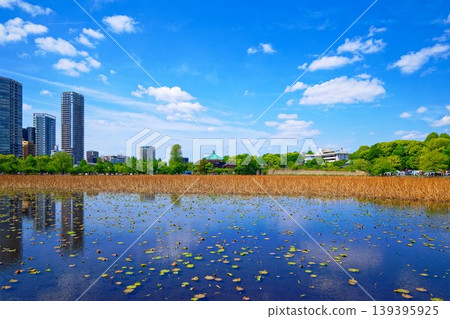 荷花池,綠葉蔥蘢;上野弁財天神社;上野清養軒餐廳。 荷花池,綠葉蔥蘢;上野弁財天神社;上野清養軒餐廳。 139395925