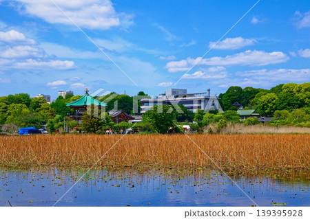 荷花池,綠葉蔥蘢;上野弁財天神社;上野清養軒餐廳。 荷花池,綠葉蔥蘢;上野弁財天神社;上野清養軒餐廳。 139395928