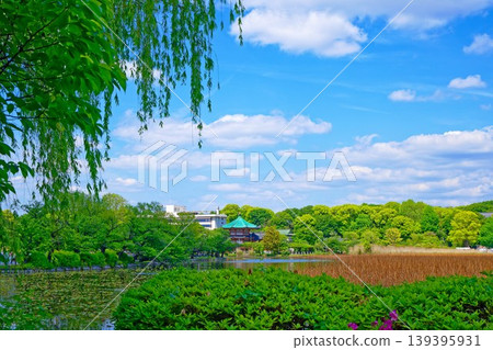 荷塘長滿了嫩葉,綠意盎然,還有上野弁財天神社。 荷塘長滿了嫩葉,綠意盎然,還有上野弁財天神社。 139395931