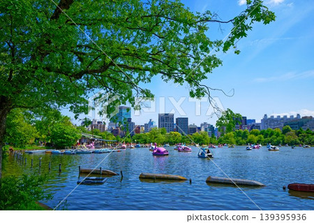 上野公園的忍池上,遊船點綴著新鮮的綠葉和新生的嫩芽。 上野公園的忍池上,遊船點綴著新鮮的綠葉和新生的嫩芽。 139395936