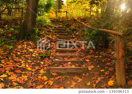 Sunlight streams through vibrant fall foliage illuminating a weathered wooden staircase winding upwards through a woodland setting Sunlight streams through vibrant fall foliage illuminating a weathered wooden staircase winding upwards through a woodland setting 139396313