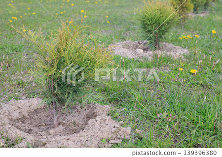 Emerald thuja seedlings, recently planted in fertile soil on a green grass field, are small. Concept for spring gardening Emerald thuja seedlings, recently planted in fertile soil on a green grass field, are small. Concept for spring gardening 139396380
