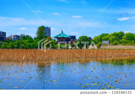 荷塘長滿了嫩葉,綠意盎然,還有上野弁財天神社。 荷塘長滿了嫩葉,綠意盎然,還有上野弁財天神社。 139396535