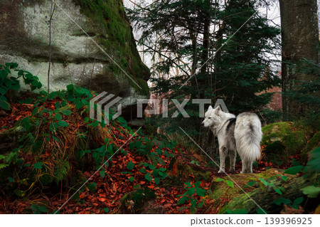 wolf portrait animal theme in autumn atmospheric landscape October environment space wolf portrait animal theme in autumn atmospheric landscape October environment space 139396925
