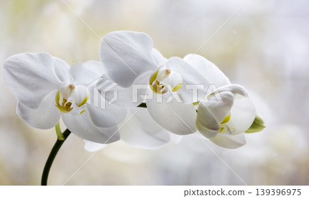 White orchid flower on isolated light background White orchid flower on isolated light background 139396975