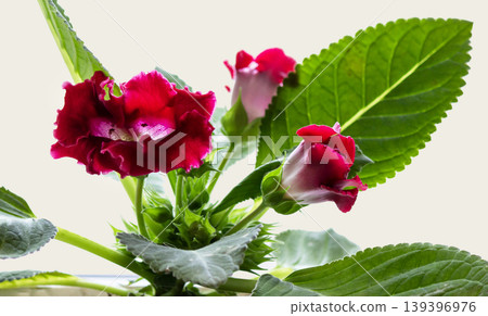 Beautiful Blossoming Red Gloxinia Flower, Gloxinia is a genus containing three species Beautiful Blossoming Red Gloxinia Flower, Gloxinia is a genus containing three species 139396976