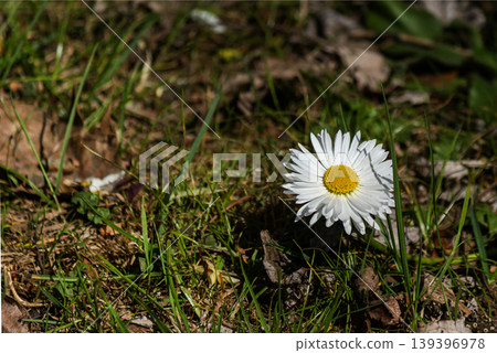 Close-up of chamomile grown in spring in the garden Close-up of chamomile grown in spring in the garden 139396978