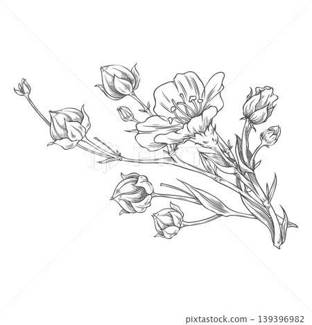 Flax bundle, flowers with dry seeds on stem vector sketch, superfood foliage, essential herb, medicinal plant Linen 139396982