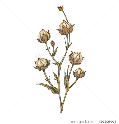 Flax dry seeds on branch sketch, vector hand drawn superfood foliage, essential herb, Linen medicinal plant Flax dry seeds on branch sketch, vector hand drawn superfood foliage, essential herb, Linen medicinal plant 139396994