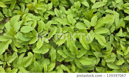 Lush green grass texture background, fresh spring nature foliage Lush green grass texture background, fresh spring nature foliage 139397067