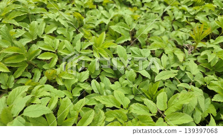 Lush green grass texture background, fresh spring nature foliage 2 Lush green grass texture background, fresh spring nature foliage 2 139397068