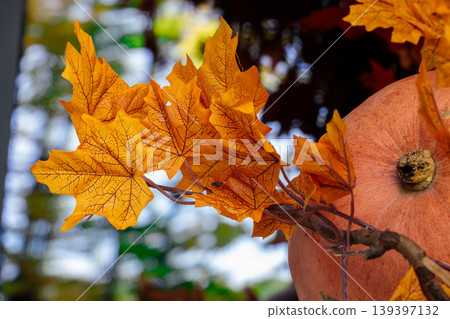 Vivid orange maple leaves frame a pumpkin for a classic Thanksgiving autumn scene Vivid orange maple leaves frame a pumpkin for a classic Thanksgiving autumn scene 139397132