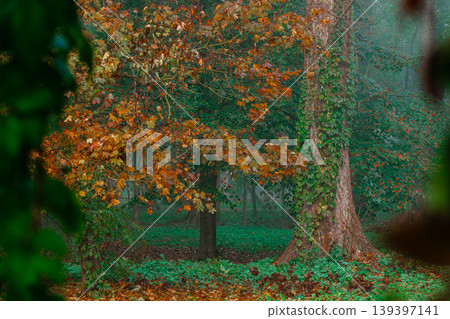 Misty autumn park with vibrant foliage and ivy-covered trees 139397141