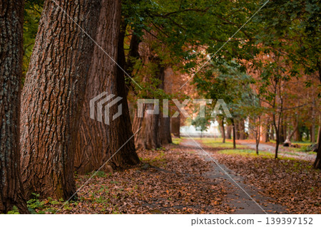 Golden autumn alley lined with large trees and fallen leaves on the path Golden autumn alley lined with large trees and fallen leaves on the path 139397152