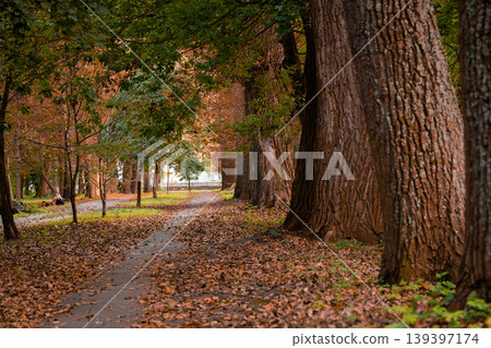 autumnal forest scene with a winding path covered in fallen leaves and surrounded by tall trees with vibrant orange and green foliage autumnal forest scene with a winding path covered in fallen leaves and surrounded by tall trees with vibrant orange and green foliage 139397174