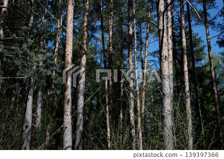 Numerous tall pine tree trunks rise vertically in a dense forest. Sunlight illuminates the rough bark and casts long shadows Numerous tall pine tree trunks rise vertically in a dense forest. Sunlight illuminates the rough bark and casts long shadows 139397366